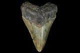 Fossil Megalodon Tooth - North Carolina #130018-1